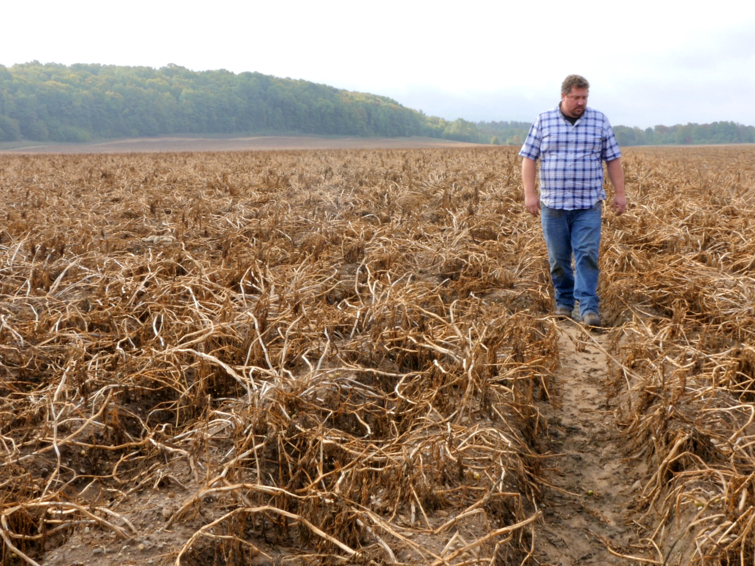 Don Kitchen inspecting his fields